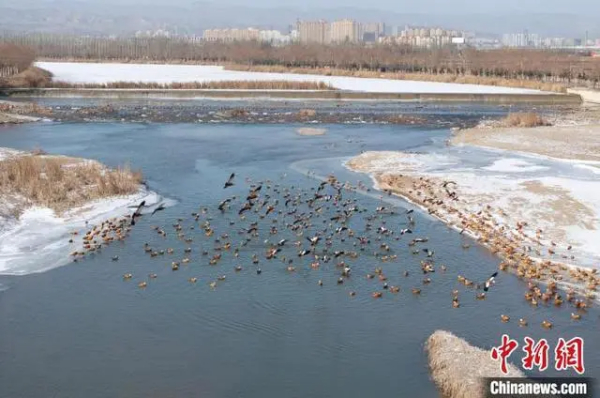 盐碱地蝶变湿地公园 塞北小城山西山阴筑起“绿色梦”