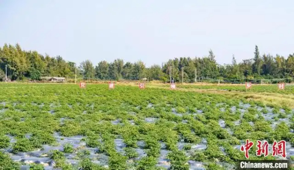 广西防城港撂荒盐碱地焕新“出彩”