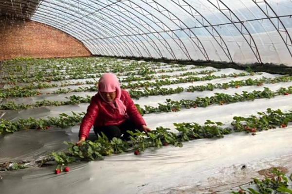 南大港产业园区：盐碱地上“草莓红”引燃沉浸式采摘潮