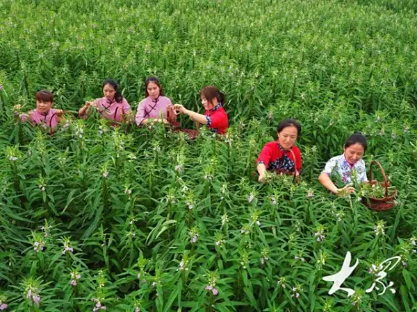 “秀色可餐”！无棣县盐碱地成功规模化种植观食两用紫花芝麻
