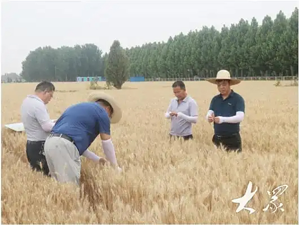 向盐碱地要稳产高产