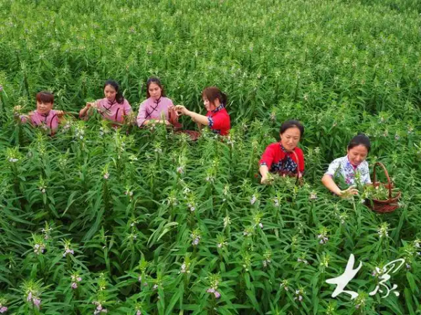 “秀色可餐”！无棣县盐碱地成功规模化种植观食两用紫花芝麻