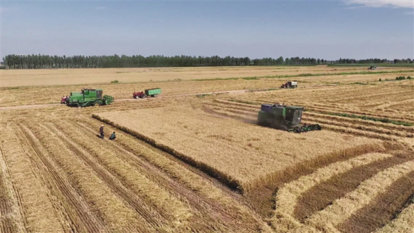 驱盐化碱 盐碱地改良的“杭锦后旗处方”