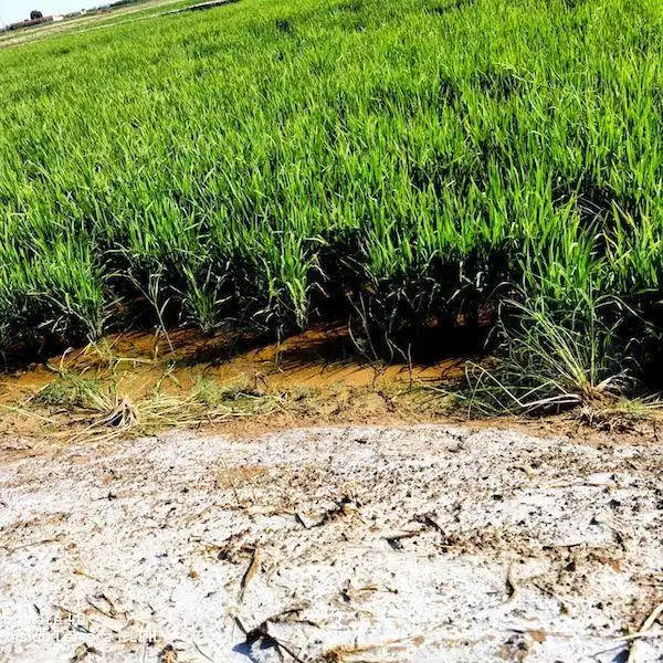 解码盐碱地的蝶变：昔日“白茫茫”为何变成“大粮仓”