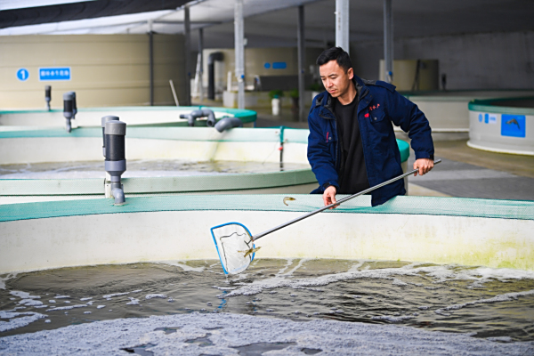 “南鱼北养”“海鱼陆养”高效利用盐碱地打通“富农路”新途径