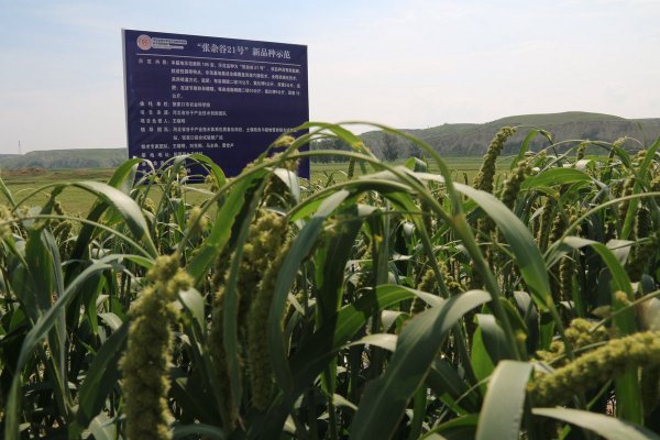 “适地适种”破“碱”重生，张家口有效推进盐碱地综合治理利用