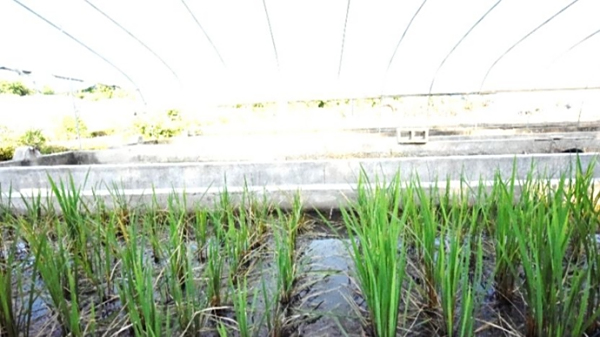 上海科学家在盐碱人工试验田种水稻，不仅没有减产反而长势喜人