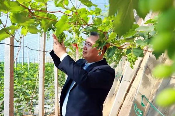 袁训杰：盐碱地上筑起甜蜜葡萄园