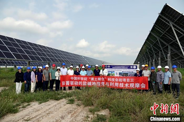 耐盐碱耐涝、固氮高产 “中科菁1号”高效实现盐碱地生物改良