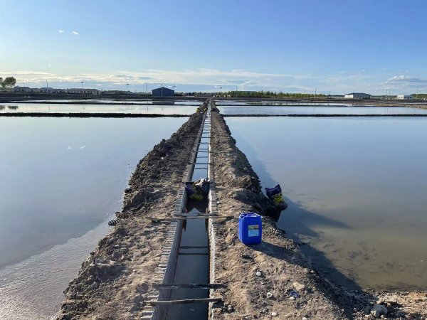 黑龙江大庆重度苏打盐碱地改良种植水稻示范项目应用我公司盐碱地改良技术