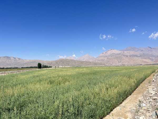 新疆阿合奇县5400亩盐碱地改良种植饲草项目