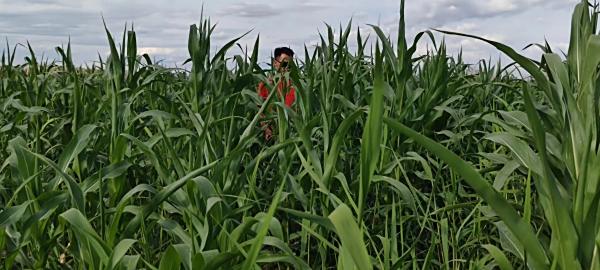 新疆阿克苏拜城县盐碱荒地改良当年种植玉米