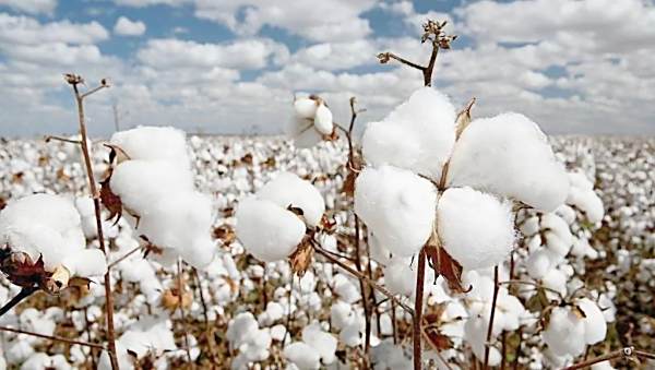 禾康土壤调理剂对滨海盐碱地的改良效果（山东东营 棉花）