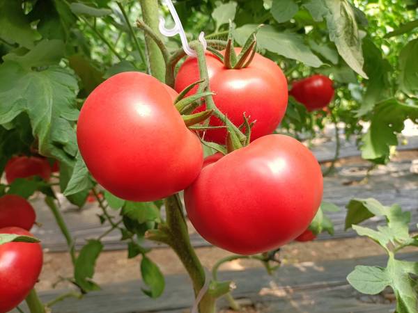 盐碱地种植各作物施用“禾康”牌土壤改良剂试验报告 （新疆）