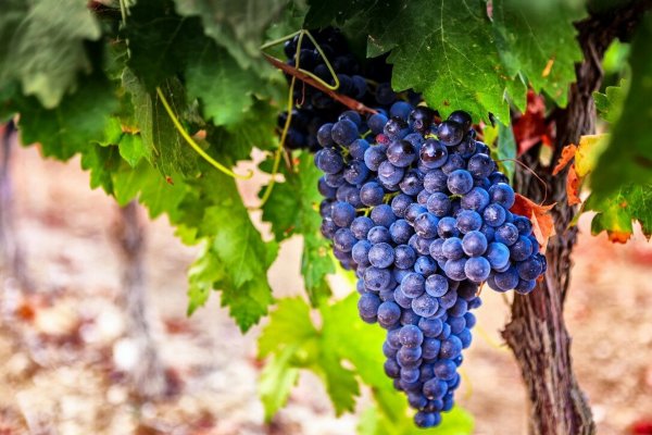 禾康盐碱消除剂在新疆主要农作物上应用效果试验总结（新疆土肥站）