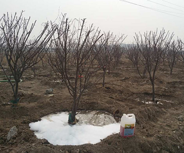 关于在盐碱地造林中大力推广禾康盐碱清除剂的 (山东东营)