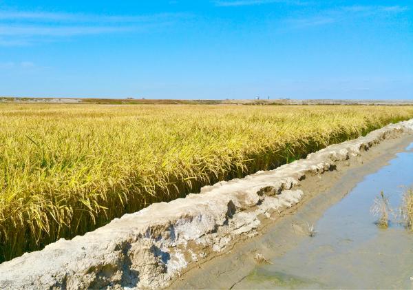盐碱地种植水稻施用禾康试验效果（新疆农一师2团，水稻）