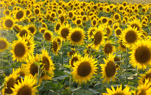 禾康盐碱清除剂头水前处理试验报告(油葵，内蒙乌拉特前旗）