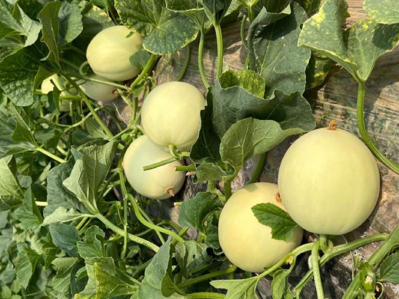 盐碱地植树、种植甜瓜示范报告（新疆生产建设兵团70团）