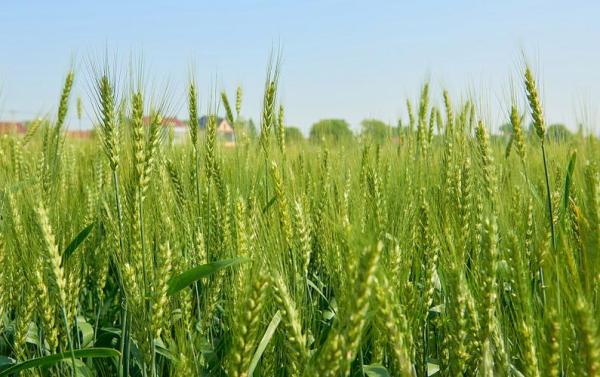 盐碱地种小麦禾康改良试验（新疆克拉玛依，小麦）