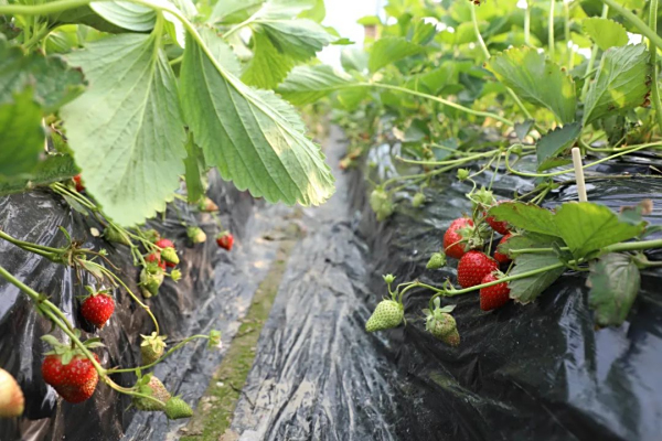 浙大做“邻居”，盐碱地结出甜草莓！