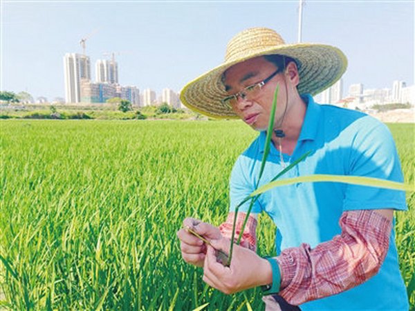 耐盐碱水稻育种忙 科技助力盐碱地变“粮仓”