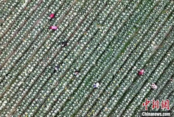 福建平潭：盐碱地管护忙