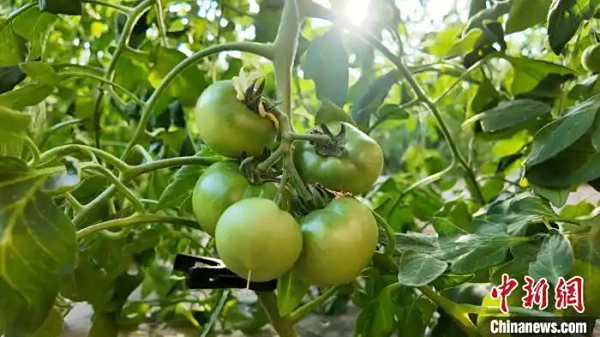 河套春耕新景：智慧大棚育四季丰收 科技治碱造万亩良田