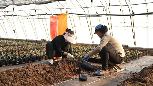盐碱地“长出”芦耳产业链 先锋镇蹚出一条致富新路