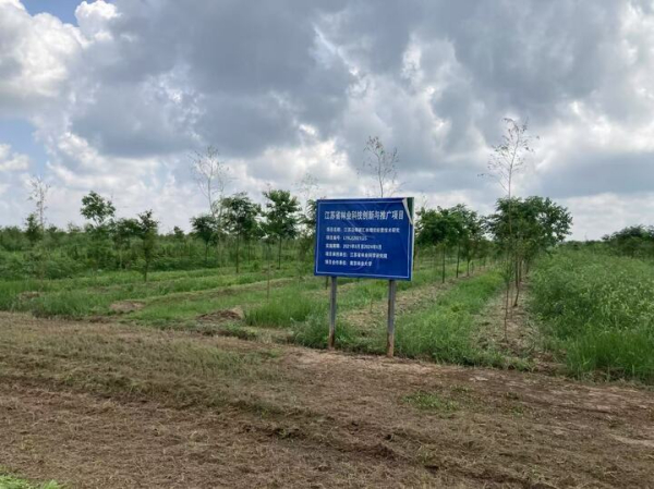 当国土绿化向盐碱地拓展，种什么，怎么种，怎么管？