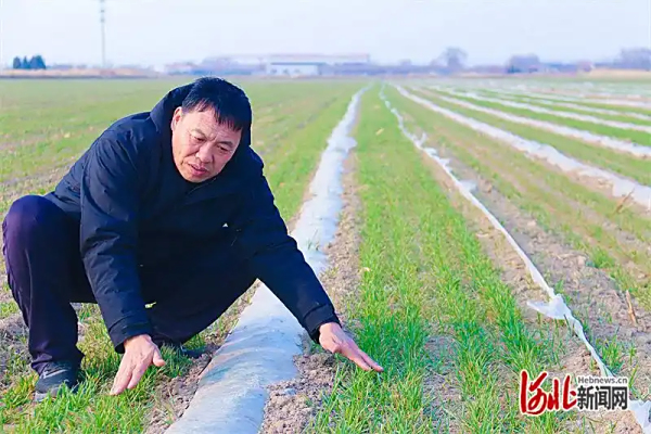 记者走基层｜盐碱地里来了“科研天团”