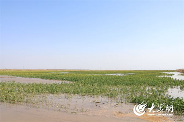 唤醒沉睡的盐碱地 探秘利津汇邦渤海农场的“生态魔术”