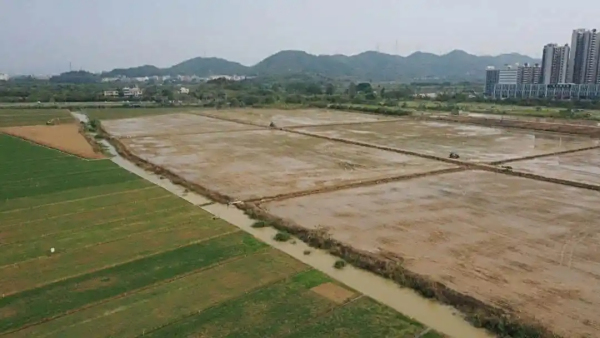 珠海金湾140亩盐碱地结硕果