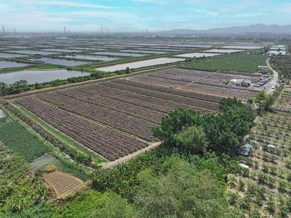 盐碱地蝶变“热带水果王国”，珠海平沙“高端果篮”的转型之路