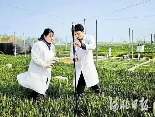 河北南皮：新良种，让盐碱地变身“新粮仓”