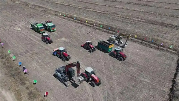 开启盐碱地治理新模式 万亩绿州一号芦竹 “生态 + 产业” 示范工程开工