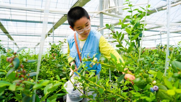 乡村振兴丨南通如东：盐碱地上绘就“莓”好“蓝”图