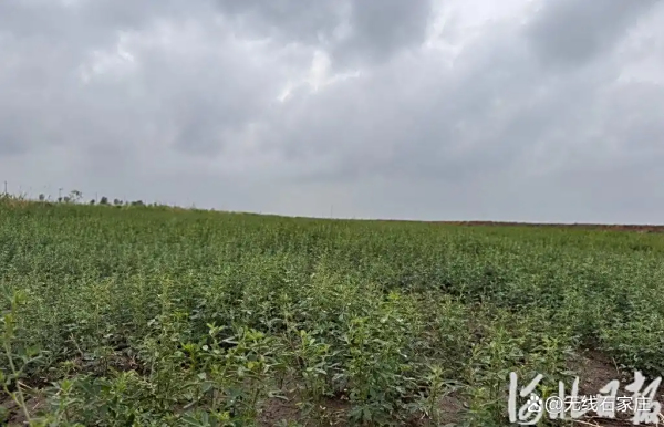 从单项“吃药”到全链条改造！超强天团为盐碱地治理把脉开方