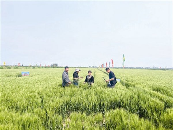 农业专家走进田间地头 要让盐碱地变为高产田