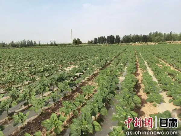 敦煌万亩盐碱地变“希望田”