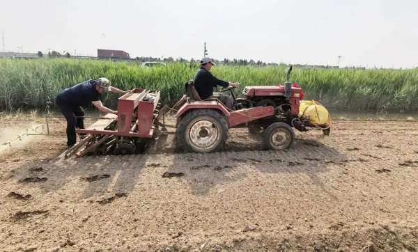 让盐碱地变身“健康粮仓”