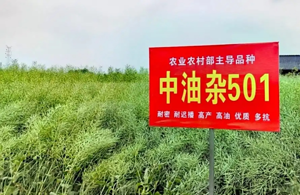 “中油杂501”创中度盐碱地油菜单产纪录