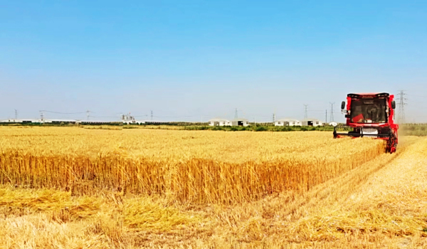 盐碱地“长”出高产粮