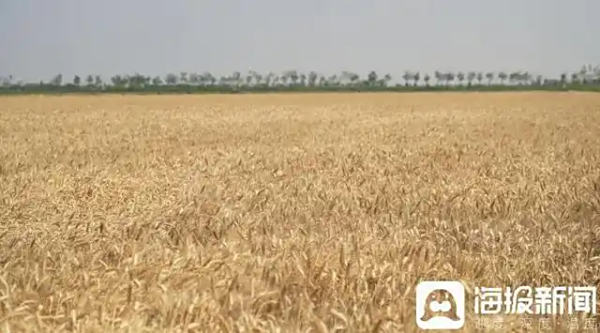盐碱地麦收记：一亩1120.8斤！“济麦60”盐碱地上再创高产