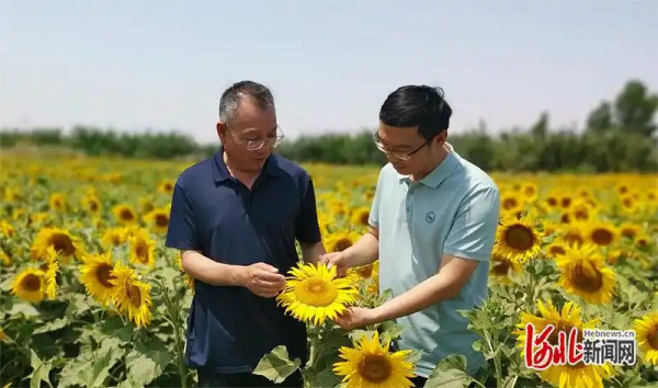记者走基层｜盐碱地上开出“向阳花”