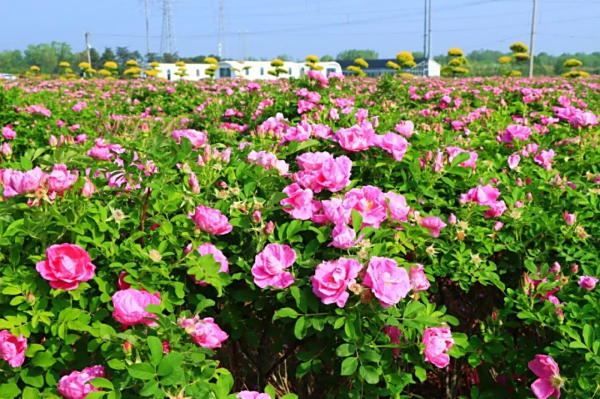 芳青玫瑰园：盐碱地的突围与蝶变，铺就繁花振兴路