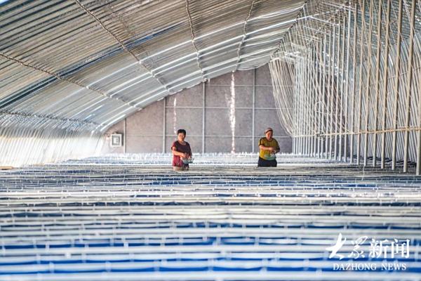 “小蚂蟥”激活盐碱地大产业，乐陵铁营镇打造水蛭生态养殖全产业链