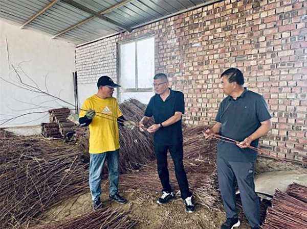 “红柳经济”激活盐碱地 奏响生态致富双重曲