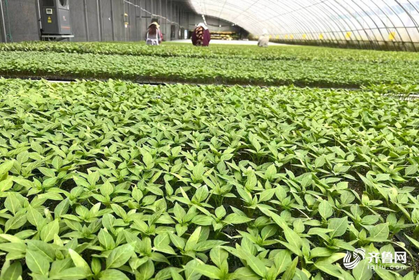 日照：盐碱地里生产忙