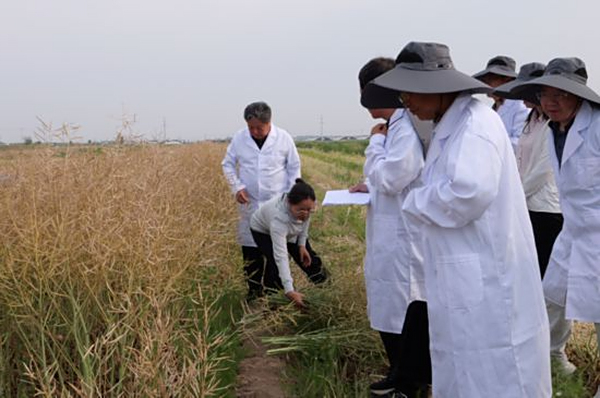 黄三角重度盐碱地上，油菜测产每亩超过180公斤